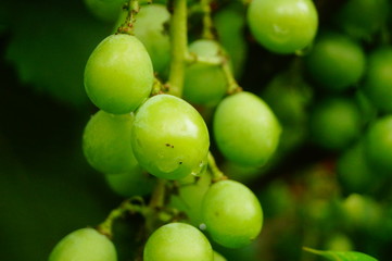 Fresh grape fruit in the vineyard