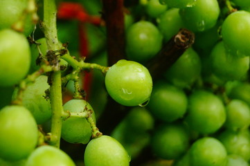 Fresh grape fruit in the vineyard