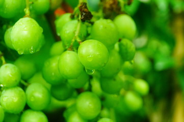 Fresh grape fruit in the vineyard