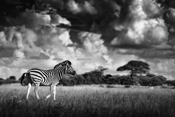 Fototapeta na wymiar Zebra with blue storm sky. Burchell's zebra, Equus quagga burchellii, Nxai Pan National Park, Botswana, Africa. Wild animal on the green meadow. Wildlife nature, African safari.