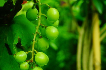Fresh grape fruit in the vineyard