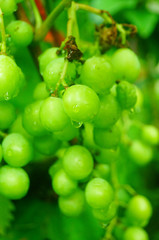 Fresh grape fruit in the vineyard