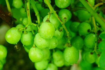 Fresh grape fruit in the vineyard