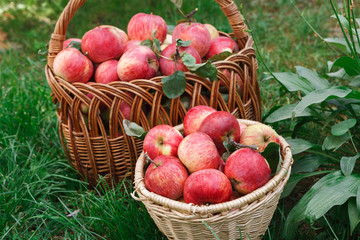 Baskets with apples harvest in fall garden