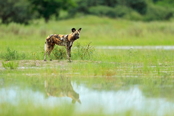 African wild dog, Lycaon pictus), walking in the water on the road. Hunting painted dog with big ears, beautiful wild anilm in habitat. Wildlife nature, Moremi,  Botswana, Africa. Animal, green grass.