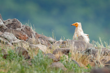 Egyptian vulture, Neophron percnopterus, big bird of prey sitting on the stone in nature habitat, Madzarovo, Bulgaria, Eastern Rhodopes. White vulture with yellow bill.