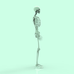 Human Anatomy Skeleton Pastel 3D Render