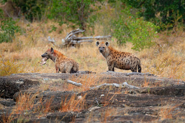 Spotted hyena, Crocuta crocuta, two angry animals with catch. Small hippo in hyenas muzzle. Animal behaviour from nature, wildlife in Kruger National Park, Africa. Hyena in savannah habitat.