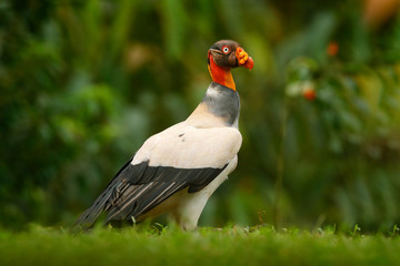 King vulture, Sarcoramphus papa, large bird found in Central and South America. Flying bird, forest in the background. Wildlife scene from tropic nature. Red head bird,red flower habitat, Costa Rica.