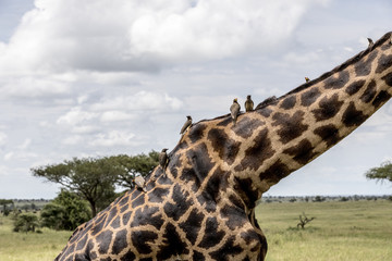 Serengeti National Park