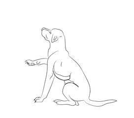 dog asking, lines, vector