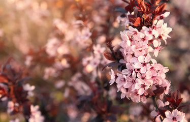 Branch with blooming flowers on blurred background