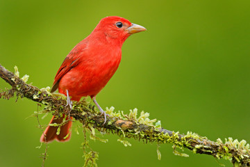 Summer Tanager, Piranga rubra, red bird in the nature habitat. Tanager sitting on the green tree. Birdwatching in Costa Rica. Wildlife scene from nature, Laguna de Lagarta Lodge, Costa Rica.