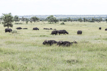 Fototapeta na wymiar Serengeti National Park