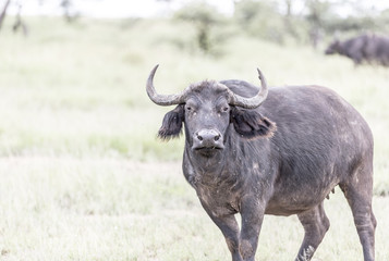 Serengeti National Park