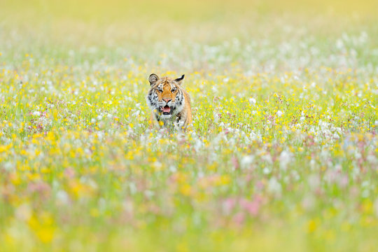 Tiger with pink and yellow flowers. Amur tiger sitting in the grass. Flowered meadow with dangerous animal. Wildlife from Russia.