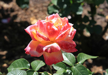 riot of beautiful flowers