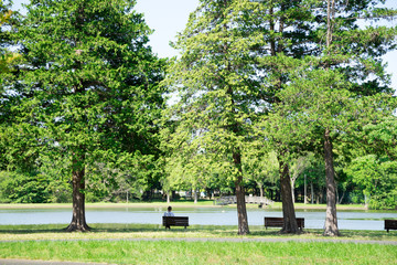 新緑の公園