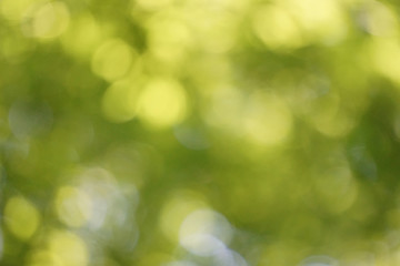 Bokeh  Sunbeams leaves  Fresh green  Nature  玉ボケした木漏れ日、新緑、自然