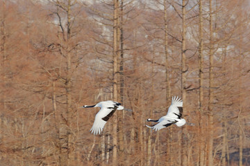 Fototapeta na wymiar Flying pair of Red-crowned cranes with, forest background, Hokkaido, Japan. Pair of beautiful birds, wildlife scene from nature.