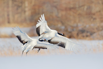 Snow dance in nature. Wildlife scene from snowy nature. Cold winter. Snowy. Snowfall two Red-crowned crane in snow meadow, with snow storm, Hokkaido, Japan. Crane pair, winter scene with snowflakes.