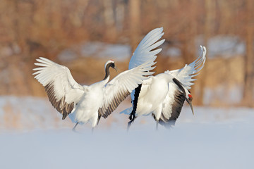 Snow dance in nature. Wildlife scene from snowy nature. Cold winter. Pair of two Red-crowned crane...
