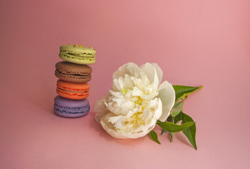 Multicolored macarons and white peony on pink background.