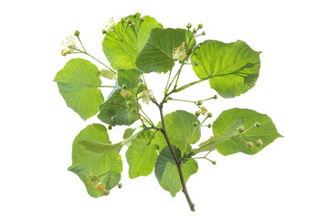 Flowering large-leaf Linden Tilia . The branches are covered with yellow flowers. Medicinal plant on white background