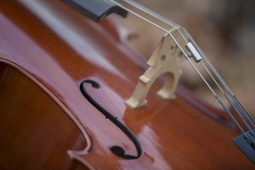 Violonchelo © Jose Feito