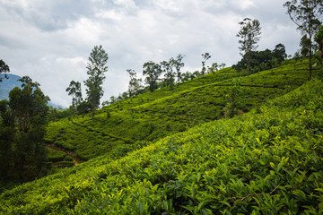 Obraz premium Tea plantation