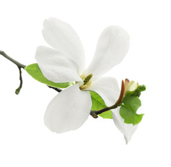 Blooming flower on tree branch against white background