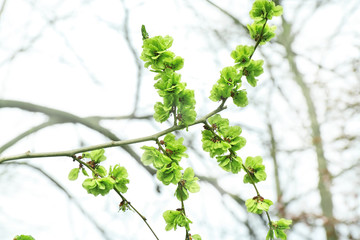 Beautiful blossoming tree branch on spring day