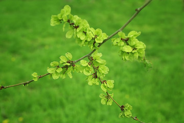 Beautiful blossoming tree branch on spring day