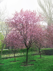 Blossoming trees in spring park
