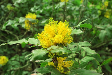 Beautiful blossoming bush with yellow flowers on spring day
