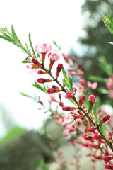 Beautiful blossoming tree branch on spring day