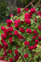 Fototapeta na wymiar Bush or red roses in a garden 