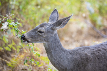 Deer in freedom in yosemite national park
