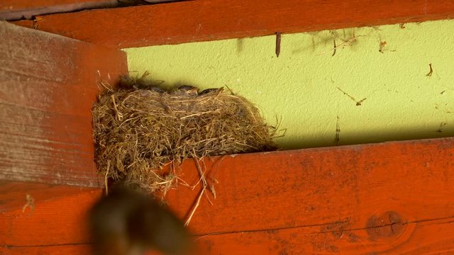 Black redstart (Phoenicurus ochruros) feeding chicks in nest