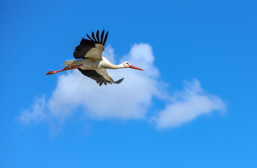 Flying stork on a background of blue sky summer day