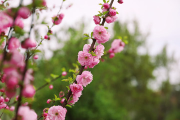 Beautiful blossoming branches outdoors