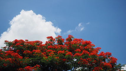 orange flowers tree and blue sky white cloud.