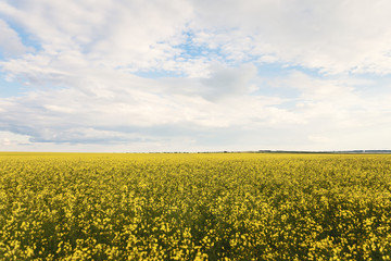 beautiful summer landscape, yellow field, white clouds