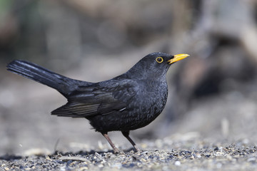 Common blackbird (Turdus merula)