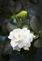 White gardenia flower on dark background.