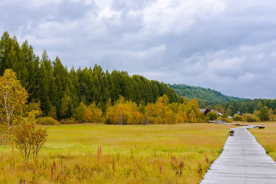 wooden plank walkway on the grassland