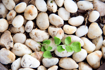 Green branch of moringa leaves on  Gravel background