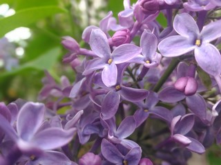 Fototapeta na wymiar Flowers of lilac