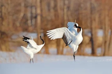 Fotobehang Kraanvogels Snow dance in nature. Wildlife scene from snowy nature. Cold winter. Snowy. Snowfall two Red-crowned crane in snow meadow, with snow storm, Hokkaido, Japan. Crane pair, winter scene with snowflakes.  © ondrejprosicky