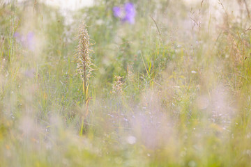 Hyacinth Macaw, Anodorhynchus hyacinthinus, big blue parrot sitting on the branch with dark blue sky, Pantanal, Brazil, South America. Two bird fight in the perch.